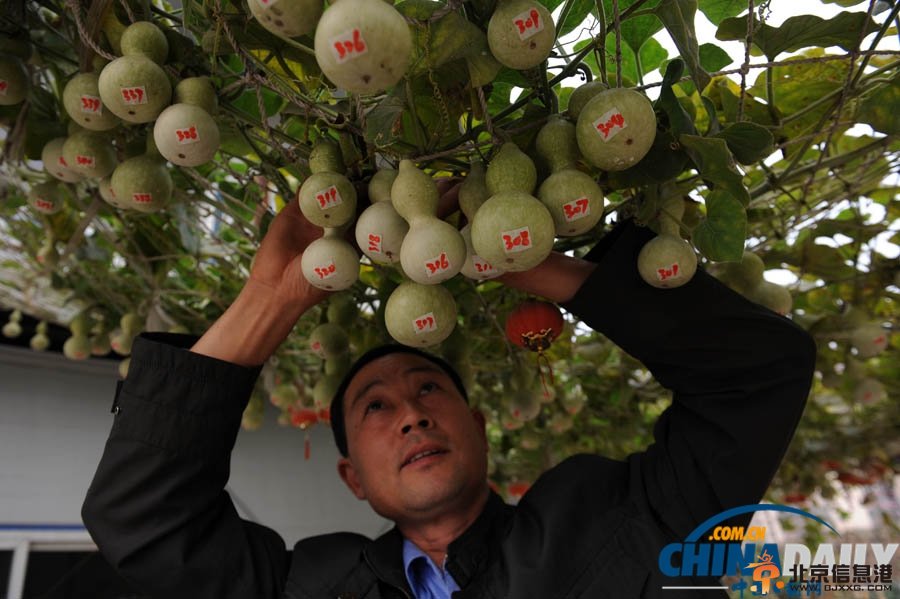 <a href='http://www.se0552.com/news/beijing/' target='_blank'><u>北京</u></a>葫蘆藤結(jié)葫蘆超600個(gè) 欲申報(bào)吉尼斯紀(jì)錄