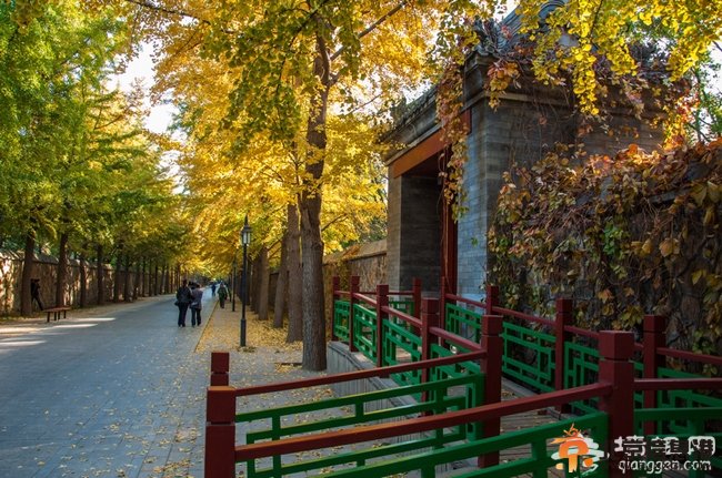 圓明園公園銀杏樹 歷史遺跡背后的柔美 