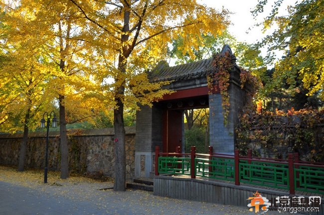 圓明園公園銀杏樹 歷史遺跡背后的柔美 