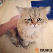 日本不開心貓Foo-Chan照片 沒有為什么，老子就是不開心！