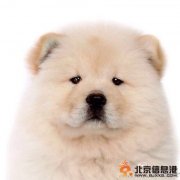 星期狗是什么意思 怎么辨別星期狗 星期狗的癥狀