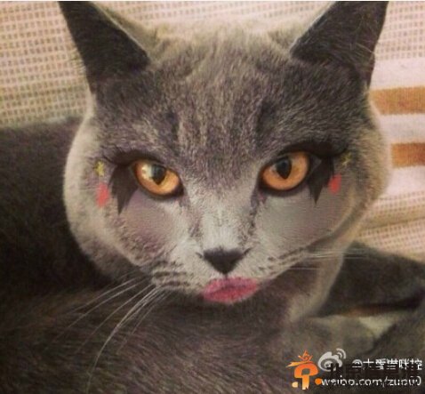 中國好聲音陳冰喜歡喵星人？高清圖