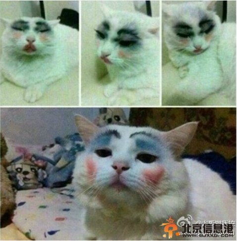 中國好聲音陳冰喜歡喵星人？高清圖