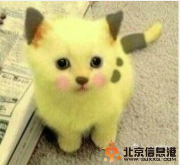 中國好聲音陳冰喜歡喵星人？高清圖