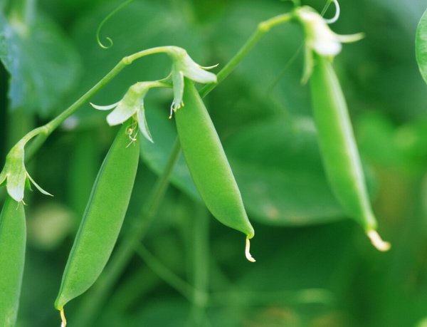 食材選購標(biāo)準分析 你必知的六大原則