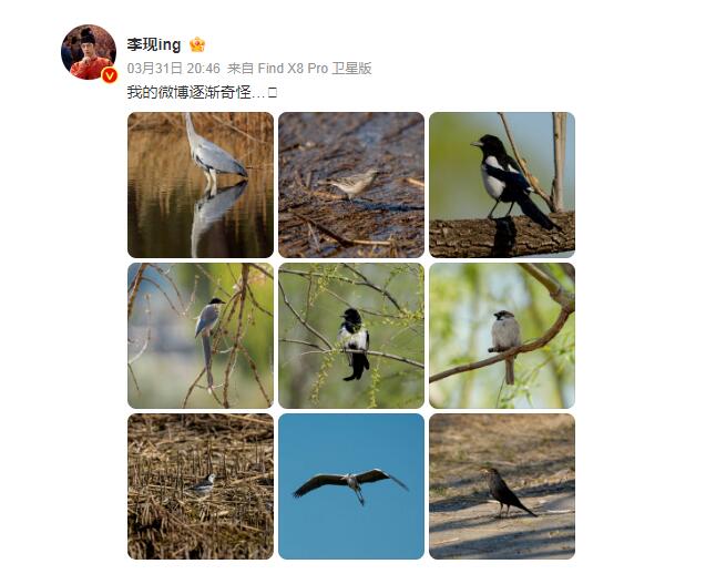 李現又去公園打鳥了 網友：被演員耽誤的攝影師